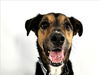 adoptable Dog in Fort Collins, CO named GEORGE