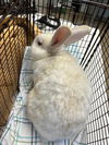 adoptable Rabbit in Fort Collins, CO named LEIF