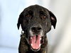 adoptable Dog in Fort Collins, CO named ZEUS