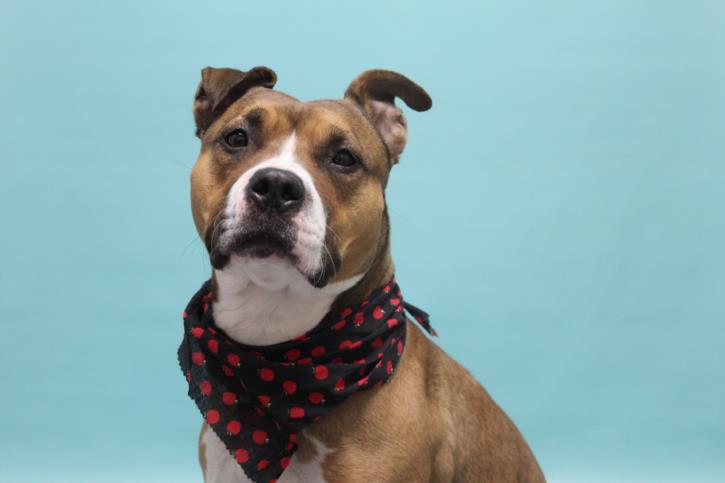 adoptable Dog in Fort Collins, CO named SHEBA