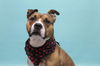 adoptable Dog in Fort Collins, CO named SHEBA