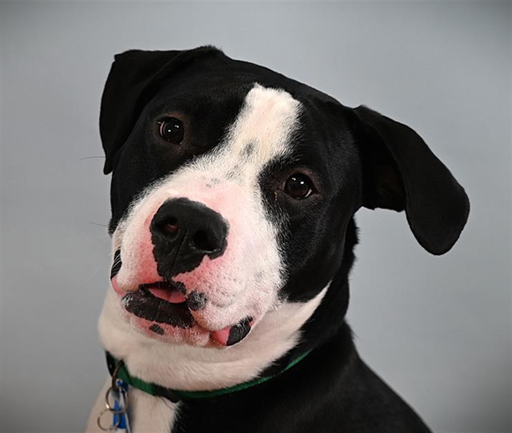 adoptable Dog in Fort Collins, CO named BUNNY