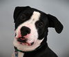 adoptable Dog in Fort Collins, CO named BUNNY