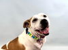 adoptable Dog in Fort Collins, CO named PRETTY GIRL