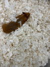 adoptable Hamster in Fort Collins, CO named COOKIE