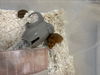 adoptable Hamster in Fort Collins, CO named TINY