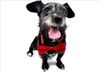 adoptable Dog in Fort Collins, CO named ACE