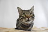 adoptable Cat in Fort Collins, CO named HYABUSA