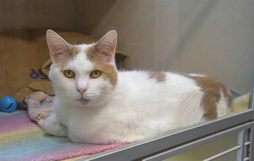 adoptable Cat in Fort Collins, CO named CATTIBRE