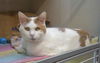 adoptable Cat in Fort Collins, CO named CATTIBRE