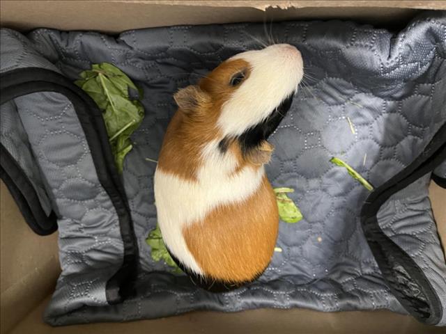 adoptable Guinea Pig in Fort Collins, CO named MILKSHAKE