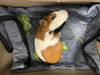 adoptable Guinea Pig in Fort Collins, CO named MILKSHAKE