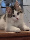 adoptable Cat in Fort Collins, CO named POPCORN