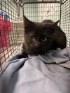 adoptable Cat in Fort Collins, CO named WESSON