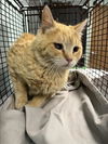 adoptable Cat in Fort Collins, CO named KHAI