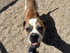 adoptable Dog in Fort Collins, CO named LITTLE GIRL