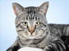 adoptable Cat in Fort Collins, CO named CHUBS