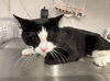 adoptable Cat in Fort Collins, CO named WALDO