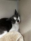 adoptable Cat in Fort Collins, CO named PAISLEY