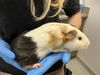 adoptable Guinea Pig in Fort Collins, CO named FRANK