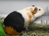 adoptable Guinea Pig in  named FRANK