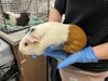 adoptable Guinea Pig in Fort Collins, CO named CHARLIE