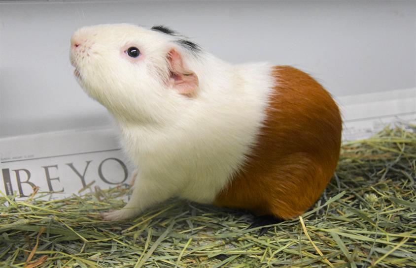 adoptable Guinea Pig in Fort Collins, CO named CHARLIE