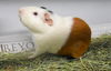 adoptable Guinea Pig in  named CHARLIE