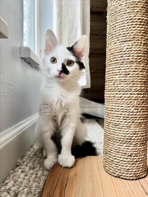 adoptable Cat in Fort Collins, CO named JARETH