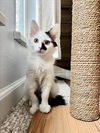 adoptable Cat in Fort Collins, CO named JARETH