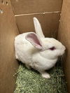 adoptable Rabbit in Fort Collins, CO named DELILAH