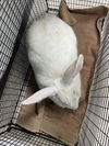 adoptable Rabbit in Fort Collins, CO named ASAIAH
