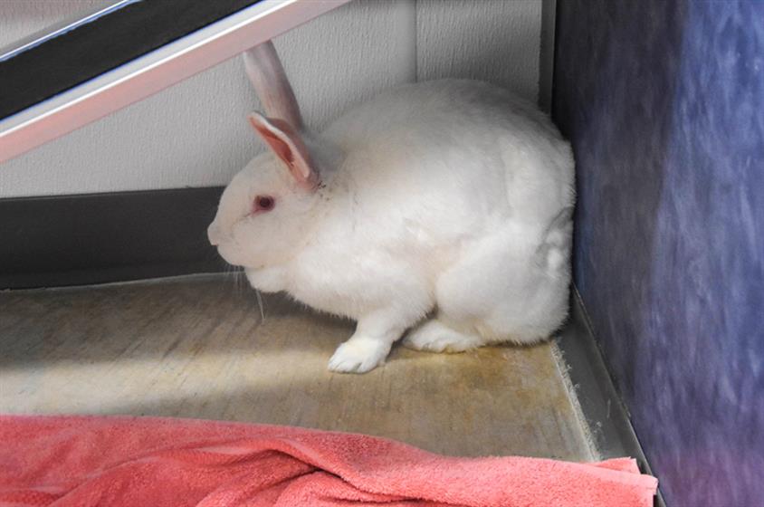 adoptable Rabbit in Fort Collins, CO named ASAIAH