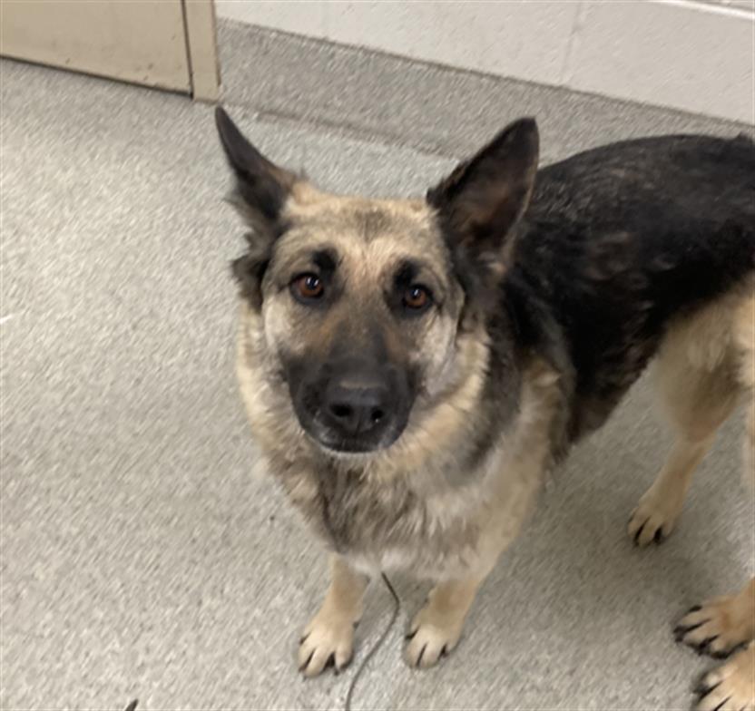 adoptable Dog in Fort Collins, CO named PEPPER