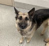 adoptable Dog in Fort Collins, CO named PEPPER