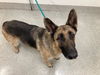 adoptable Dog in Fort Collins, CO named ROSCO