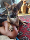 adoptable Dog in Fort Collins, CO named POPTART