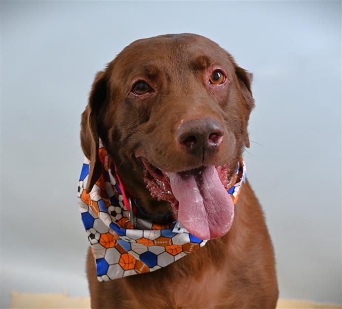 adoptable Dog in Fort Collins, CO named GEORGIE