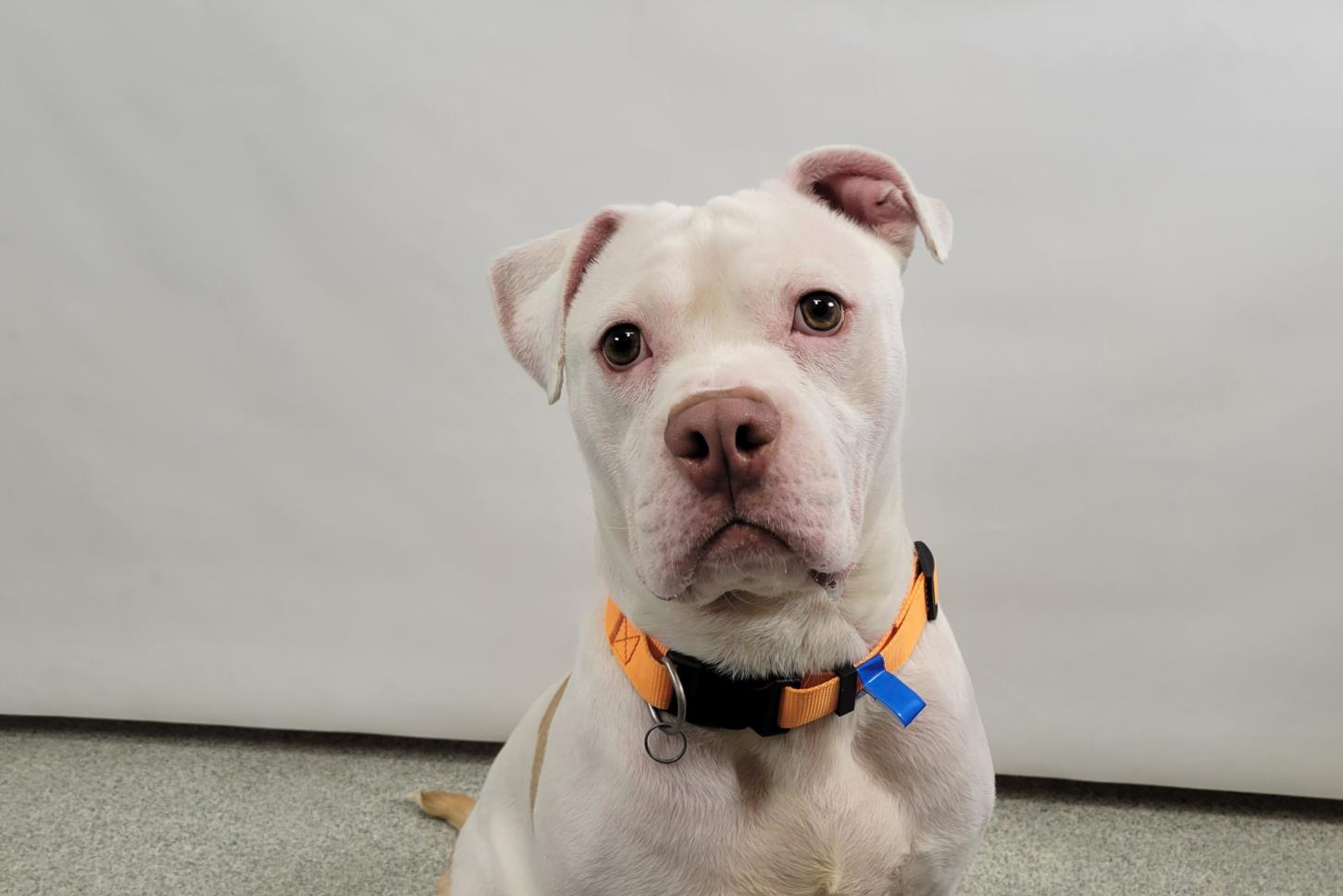 adoptable Dog in Fort Collins, CO named BLU