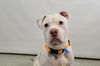 adoptable Dog in Fort Collins, CO named BLU