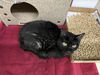 adoptable Cat in  named ROBIN