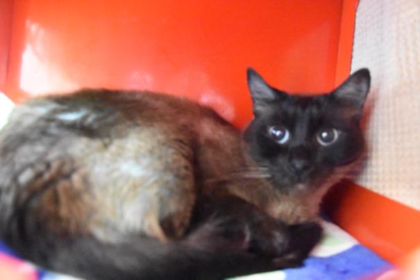 adoptable Cat in Fort Collins, CO named FRANKIE