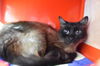adoptable Cat in Fort Collins, CO named FRANKIE