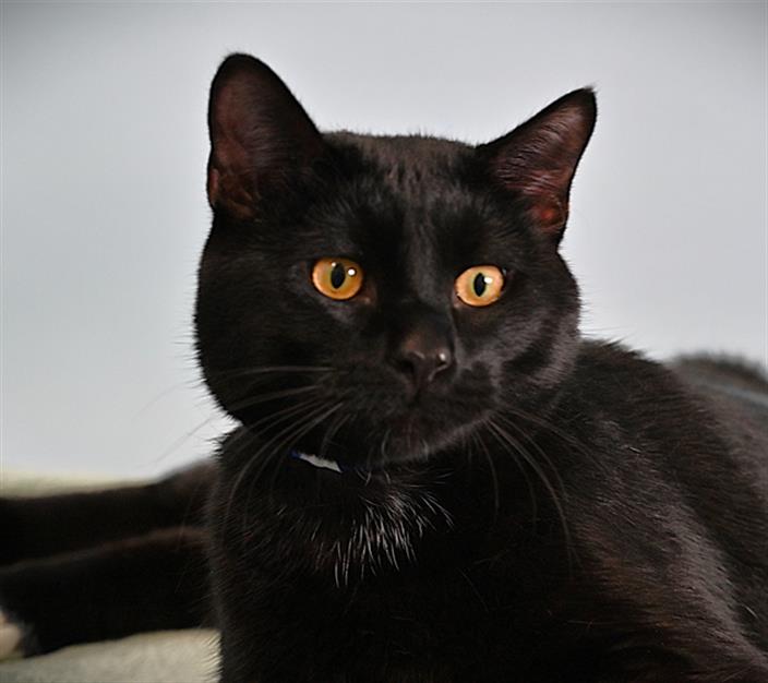adoptable Cat in Fort Collins, CO named LUCIUS