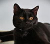 adoptable Cat in Fort Collins, CO named LUCIUS
