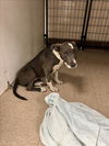 adoptable Dog in ,  named JOSIE