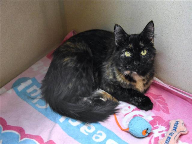 adoptable Cat in Fort Collins, CO named PIPPA