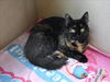 adoptable Cat in  named PIPPA