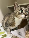 adoptable Cat in  named LITTLE