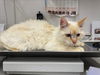 adoptable Cat in Fort Collins, CO named COLBY